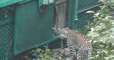 Первую прогулку маленьких леопардов показали в Сочинском нацпарке