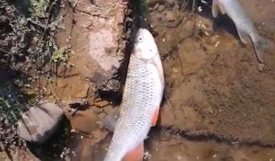 В Башкирии дефицит кислорода и превышение хлоридов и сульфатов привели к гибели рыбы