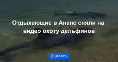 Отдыхающие в Анапе сняли на видео охоту дельфинов