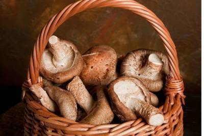 Петербуржцев ожидает богатый грибной сезон