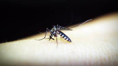 Инфекционист высказался о возможном появлении в России комаров — переносчиков лихорадки Западного Нила