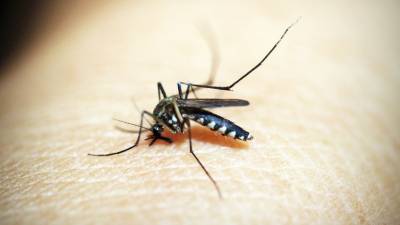 Эпидемиолог оценил сообщения о возможном появлении в России комаров — переносчиков лихорадки Западного Нила
