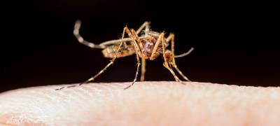 Роспотребнадзор предупредил о возможном нашествии комаров-переносчиков лихорадки