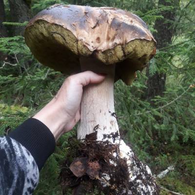 Фото: ленинградцы продолжают хвастаться найденными грибами-гигантами