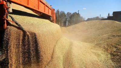 В Оренбуржье собрали более 1,3 млн тонн зерна