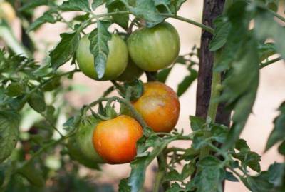 Нужно ли снимать зелёные помидоры с кустов