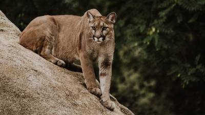 В Калифорнии мать спасла малыша от горного льва, бросившись на него с голыми руками