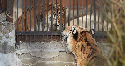«Физически не может двигать лапами»: в калининградском зоопарке рассказали о состоянии 20-летнего тигра Тайфуна