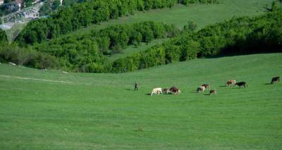 Азербайджанские военные угнали скот вблизи армянского села в Вайоц Дзоре
