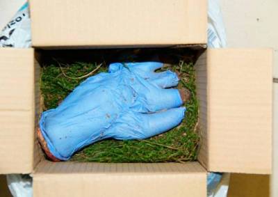Пражский адвокат получил по почте отрубленную «человеческую» руку