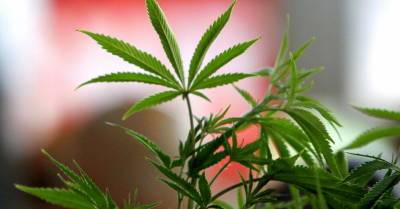 Полиция обнаружила две плантации марихуаны в Латгале