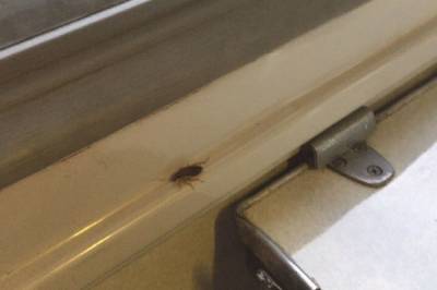 В поезде Одесса-Харьков тараканы атаковали пассажиров
