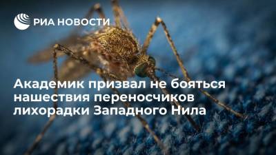 Академик Малеев: России не грозит нашествие комаров-переносчиков лихорадки Западного Нила