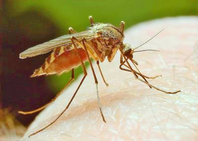 Роспотребнадзор предупредил о появлении комаров-переносчиков лихорадки