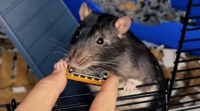 Музыкальная крыса очаровала сеть своим непревзойденным талантом (Видео)