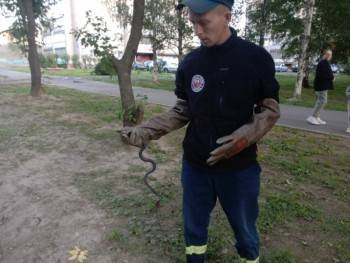 Вологжан атаковали змеи и летучие мыши, ранний старт отопительного сезона в Вологде и снег: обзор новостей дня