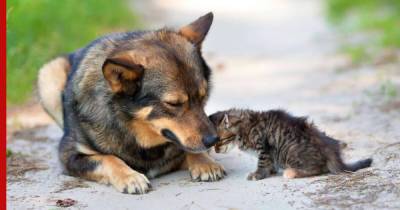 Срочно к ветеринару: 8 признаков того, что кошке или собаке нужна помощь