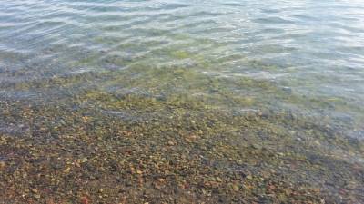 Обнародованы результаты исследований проб в реке Шугуровке, где массово погибла рыба