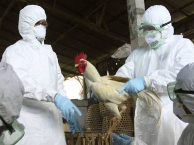 В южноуральском поселке ввели карантин из-за вспышки птичьего гриппа