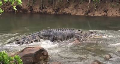 Огромный крокодил плещется в реке Ярмук на юго-востоке от пляжей Кинерета