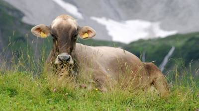 «Летающих» коров сняли на видео в швейцарских Альпах