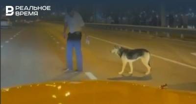 В Казани сотрудник ГИБДД перевел через дорогу испуганную собаку