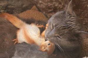 В Крыму кошка стала мамой для маленьких бельчат