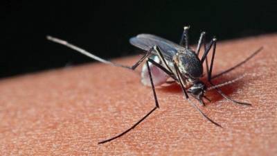Роспотребнадзор предупредил о комарах-переносчиках лихорадки Западного Нила