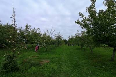 В Ботанический сад Петрозаводска зовут собирать яблоки