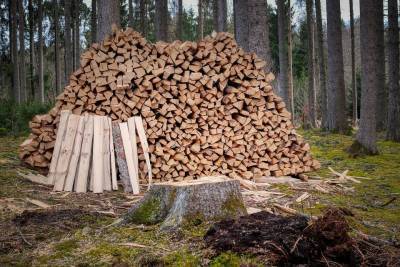Китайская компания незаконно экспортировала российский лес на десятки миллионов рублей
