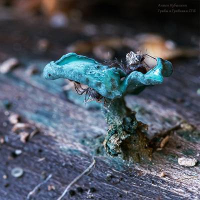 Крошечные грибы голубого цвета нашли на Елагином острове – фото