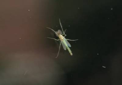 Полчища комаров-звонцов на берегах Таганрогского залива: откуда появились и когда исчезнут?