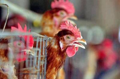 В Челябинской области ввели карантин по птичьему гриппу