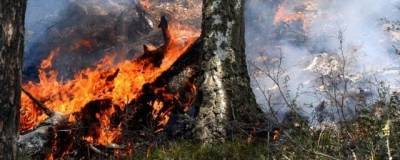 МЧС: в Башкирии горит более 2,5 тысяч га леса, возникло три новых очага пожара
