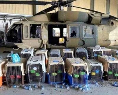 «Провал гуманизма и позор»: Пентагон оставил в Кабуле служебных собак