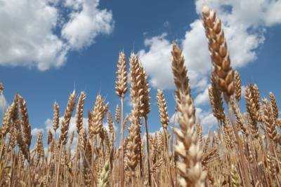 Тамбовские хлеборобы планируют собрать более 3 миллионов тонн зерна