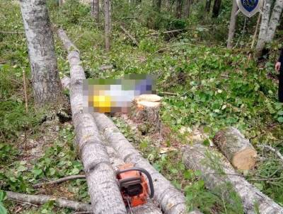 СК организовал проверку по факту гибели работника на валке леса в Тонкинском районе