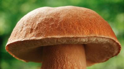 Петербуржцы обнаружили огромный белый гриб весом 576 грамм