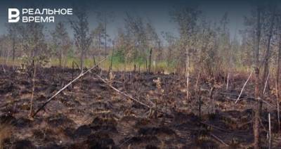 Леса Марий Эл начнут восстанавливать после пожара не раньше весны 2022 года