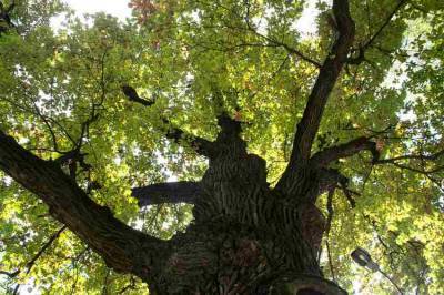 200-летний дуб в Твери получил статус памятника живой природы
