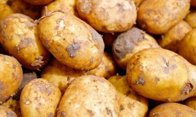 Парни на «Мерседесе» украли картофель