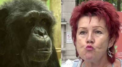Зоологический роман: влюбившейся в шимпанзе бельгийке сделали внушение — видео