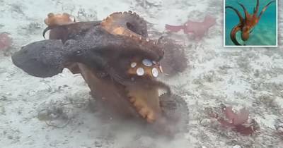 Насилие в семье. Самки осьминогов бросают ракушки в раздражающих их самцов (видео)