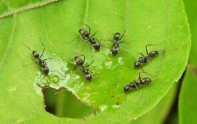 Как избавиться от муравьев на грядке в теплице: вот что нужно делать