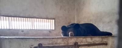 В Белгороде на один день закрывался зоопарк из-за испугавшейся гималайской медведицы