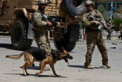 США бросили в Афганистане десятки служебных собак