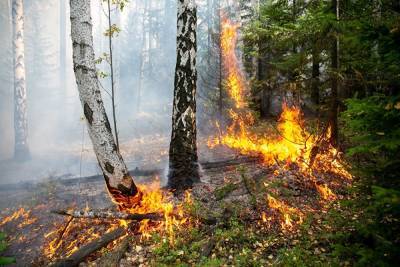 Глава уральского охотхозяйства, где горит лес, рассказал о нехватке людей и техники