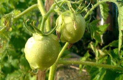 Почему помидоры начали чернеть на кусте: что нужно делать