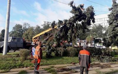 Ураган в Киеве: повредждено 350 деревьев