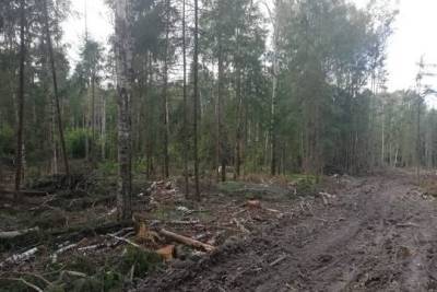 Под Рузой выявили 200 участков незаконной вырубки леса